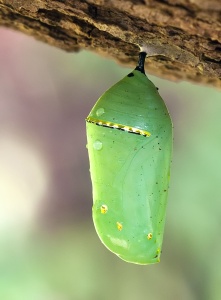 Monarch Butterfly Cocoon, courtesy Wikipedia: User: Umbris